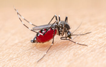 Sumatera Utara Berkolaborasi Melawan Malaria