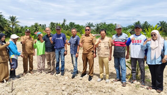 BUMDES Tinggi Raja Tanam Jagung Satu Hektar